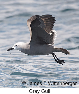 Gray Gull - © James F Wittenberger and Exotic Birding LLC Gray Gull - © James F Wittenberger and Exotic Birding LLC