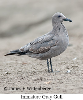 Gray Gull - © James F Wittenberger and Exotic Birding LLC