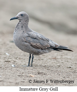 Gray Gull - © James F Wittenberger and Exotic Birding LLC