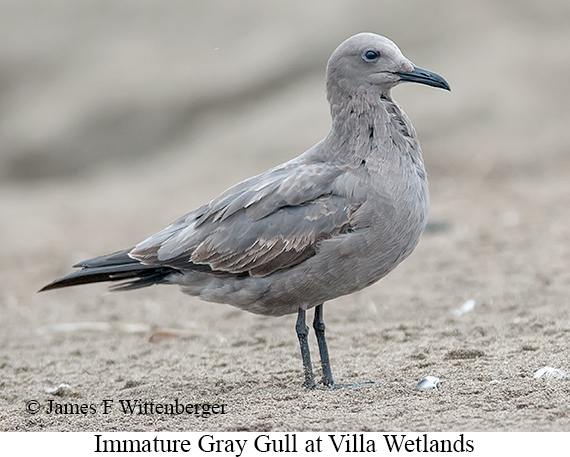 Gray Gull - © James F Wittenberger and Exotic Birding LLC