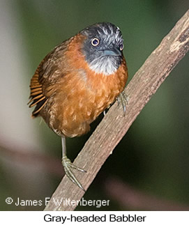 Gray-headed Babbler - © James F Wittenberger and Exotic Birding LLC