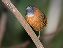 Gray-headed Babbler - © James F Wittenberger and Exotic Birding Tours Gray-headed Babbler - © James F Wittenberger and Exotic Birding Tours