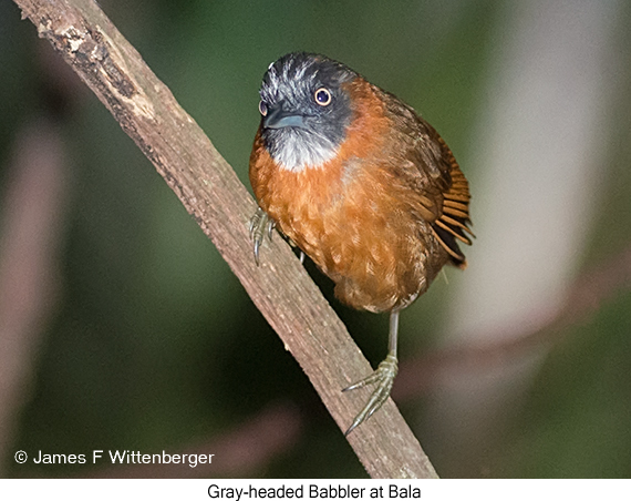 Gray-headed Babbler - © James F Wittenberger and Exotic Birding LLC