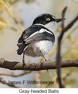 Gray-headed Batis - © James F Wittenberger and Exotic Birding LLC Gray-headed Batis - © James F Wittenberger and Exotic Birding LLC