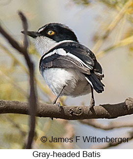 Gray-headed Batis - © James F Wittenberger and Exotic Birding LLC