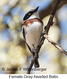 Gray-headed Batis - © James F Wittenberger and Exotic Birding LLC Gray-headed Batis - © James F Wittenberger and Exotic Birding LLC