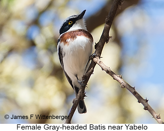 Gray-headed Batis - © James F Wittenberger and Exotic Birding LLC