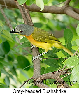 Gray-headed Bushshrike - © James F Wittenberger and Exotic Birding LLC