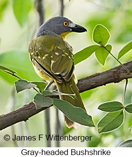 Gray-headed Bushshrike - © James F Wittenberger and Exotic Birding LLC