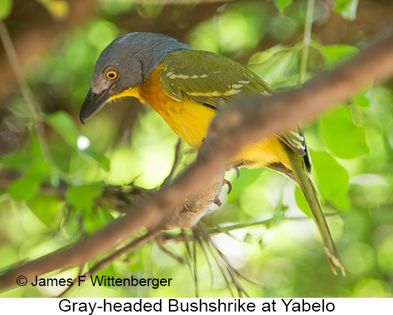 Gray-headed Bushshrike - © The Photographer and Exotic Birding LLC