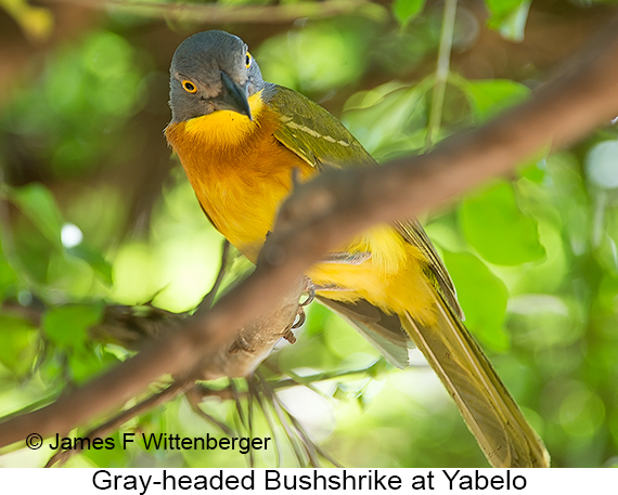 Gray-headed Bushshrike - © The Photographer and Exotic Birding LLC