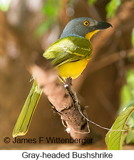 Gray-headed Bushshrike - © James F Wittenberger and Exotic Birding LLC