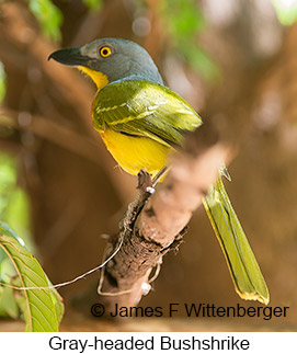 Gray-headed Bushshrike - © James F Wittenberger and Exotic Birding LLC