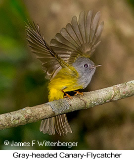Gray-headed Canary-Flycatcher - © James F Wittenberger and Exotic Birding LLC