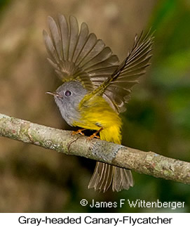 Gray-headed Canary-Flycatcher - © James F Wittenberger and Exotic Birding LLC