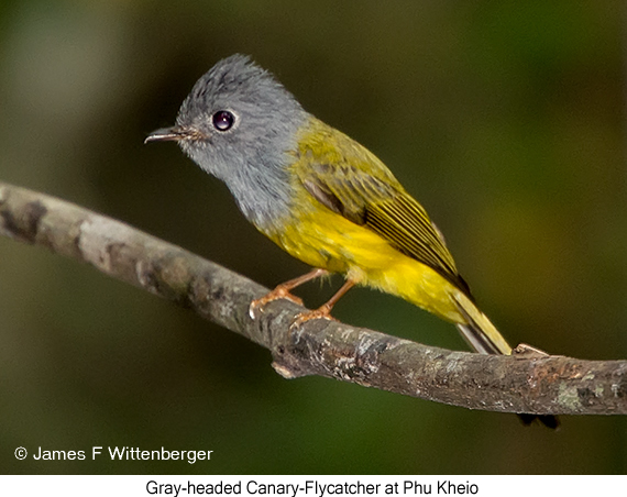 Gray-headed Canary-Flycatcher - © James F Wittenberger and Exotic Birding LLC