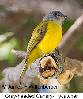 Gray-headed Canary-Flycatcher - © James F Wittenberger and Exotic Birding LLC Gray-headed Canary-Flycatcher - © James F Wittenberger and Exotic Birding LLC