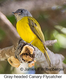 Gray-headed Canary-Flycatcher - © James F Wittenberger and Exotic Birding LLC Gray-headed Canary-Flycatcher - © James F Wittenberger and Exotic Birding LLC