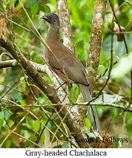 Gray-headed Chachalaca - © Laura L Fellows and Exotic Birding LLC