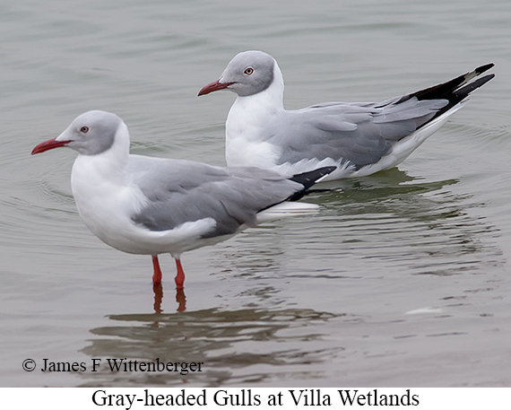 Gray-hooded Gull - © The Photographer and Exotic Birding LLC