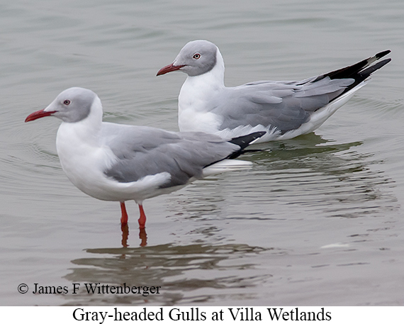 Gray-hooded Gull - © James F Wittenberger and Exotic Birding LLC