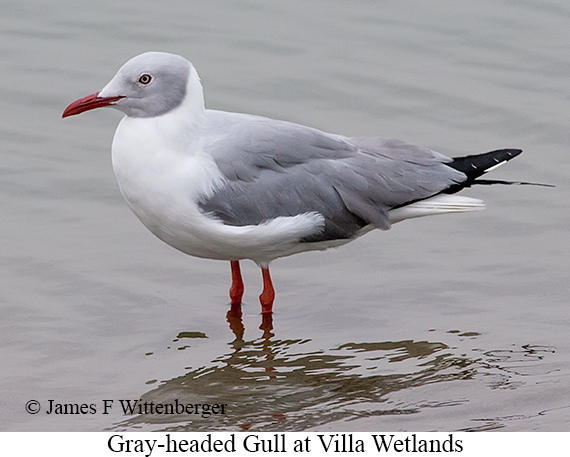Gray-hooded Gull - © James F Wittenberger and Exotic Birding LLC