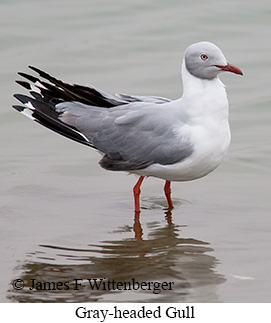Gray-hooded Gull - © James F Wittenberger and Exotic Birding LLC Gray-hooded Gull - © James F Wittenberger and Exotic Birding LLC