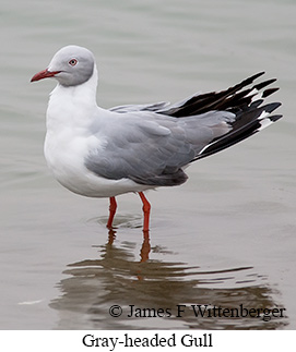 Gray-hooded Gull - © James F Wittenberger and Exotic Birding LLC