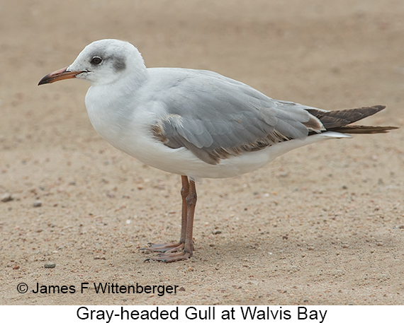 Gray-hooded Gull - © James F Wittenberger and Exotic Birding LLC