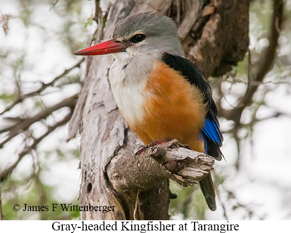 Gray-headed Kingfisher - © James F Wittenberger and Exotic Birding LLC