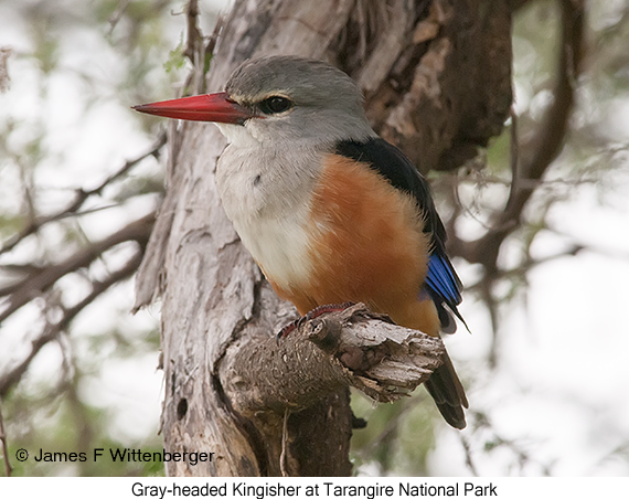 Gray-headed Kingfisher - © James F Wittenberger and Exotic Birding LLC