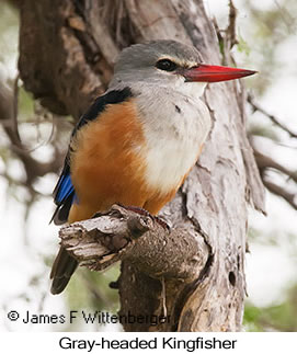 Gray-headed Kingfisher - © James F Wittenberger and Exotic Birding LLC
