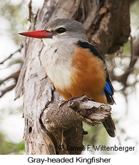 Gray-headed Kingfisher - © James F Wittenberger and Exotic Birding LLC