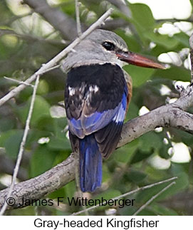 Gray-headed Kingfisher - © James F Wittenberger and Exotic Birding LLC