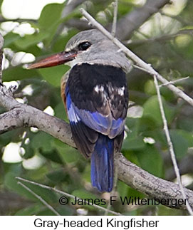 Gray-headed Kingfisher - © James F Wittenberger and Exotic Birding LLC