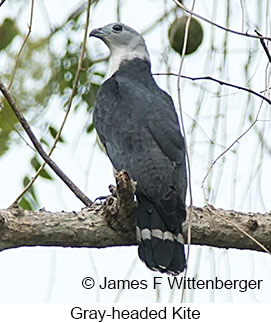 Gray-headed Kite - © James F Wittenberger and Exotic Birding LLC