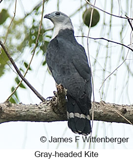 Gray-headed Kite - © James F Wittenberger and Exotic Birding LLC Gray-headed Kite - © James F Wittenberger and Exotic Birding LLC