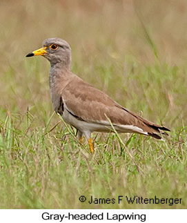 Gray-headed Lapwing - © James F Wittenberger and Exotic Birding LLC