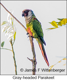 Gray-headed Parakeet - © James F Wittenberger and Exotic Birding LLC Gray-headed Parakeet - © James F Wittenberger and Exotic Birding LLC