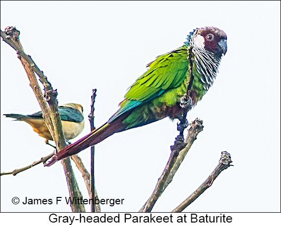 Gray-headed Parakeet - © James F Wittenberger and Exotic Birding LLC