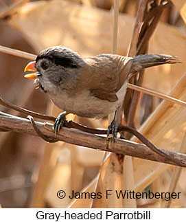 Gray-headed Parrotbill - © James F Wittenberger and Exotic Birding LLC