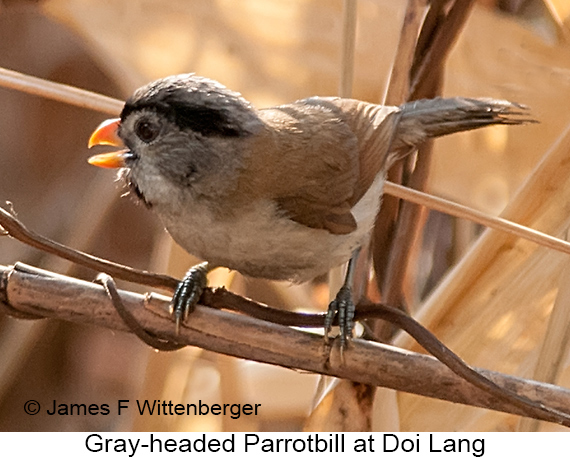 Gray-headed Parrotbill - © James F Wittenberger and Exotic Birding LLC