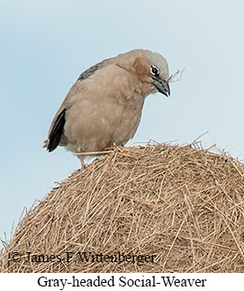 Gray-headed Social-Weaver - © James F Wittenberger and Exotic Birding LLC Gray-headed Social-Weaver - © James F Wittenberger and Exotic Birding LLC