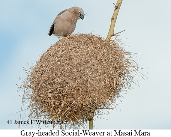 Gray-headed Social-Weaver - © James F Wittenberger and Exotic Birding LLC