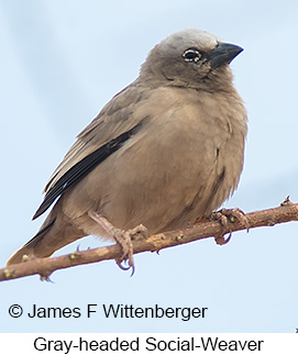Gray-headed Social-Weaver - © James F Wittenberger and Exotic Birding LLC
