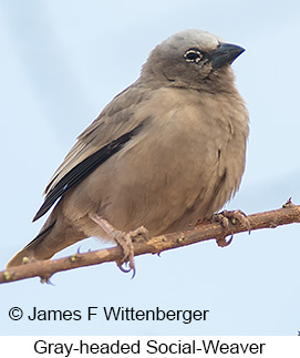 Gray-headed Social-Weaver - © James F Wittenberger and Exotic Birding LLC Gray-headed Social-Weaver - © James F Wittenberger and Exotic Birding LLC