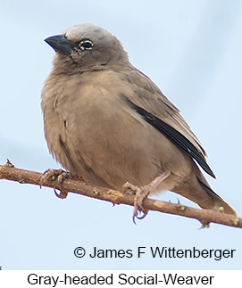 Gray-headed Social-Weaver - © James F Wittenberger and Exotic Birding LLC