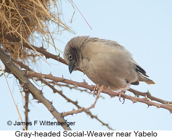 Gray-headed Social-Weaver - © James F Wittenberger and Exotic Birding LLC