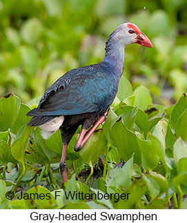 Gray-headed Swamphen - © James F Wittenberger and Exotic Birding LLC