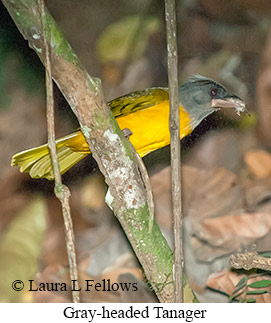 Gray-headed Tanager - © Laura L Fellows and Exotic Birding LLC Gray-headed Tanager - © Laura L Fellows and Exotic Birding LLC
